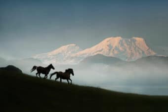 Two wild horses running in the mountain ranges with Mount Ruapehu in the distance